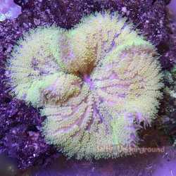 Green Mini Max Carpet Anemone (Epicystis Crucifer)