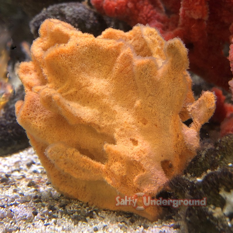 Orange Lettuce Sponge (Spongia ortus)