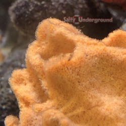 Orange Lettuce Sponge (Spongia ortus)