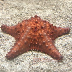 Bahama Starfish (Oreaster...