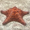 Bahama Starfish (Oreaster reticulatus)