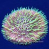 Fungia Coral - Metallic Pinwheel (Green)