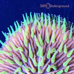 Fungia Coral - Metallic Pinwheel (Green)