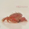 Strawberry Crab