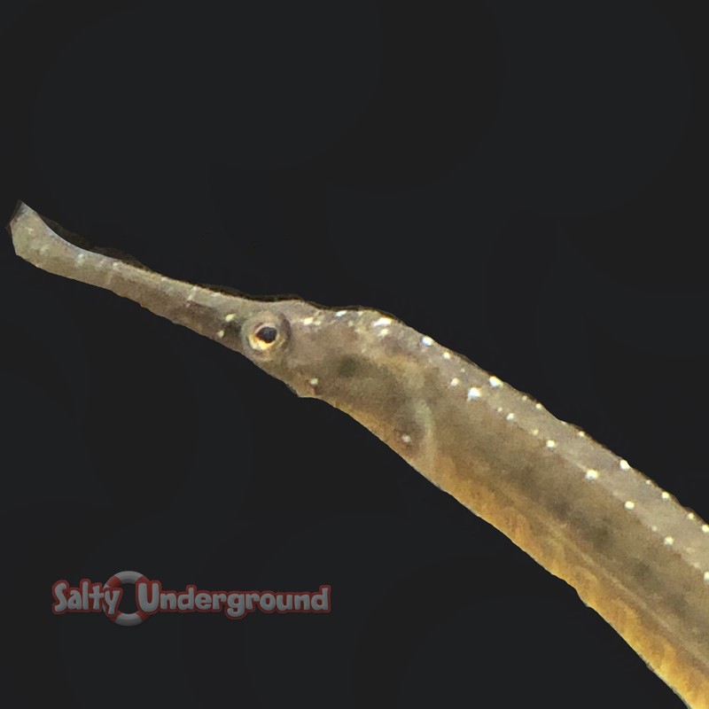 American Gulf Pipefish