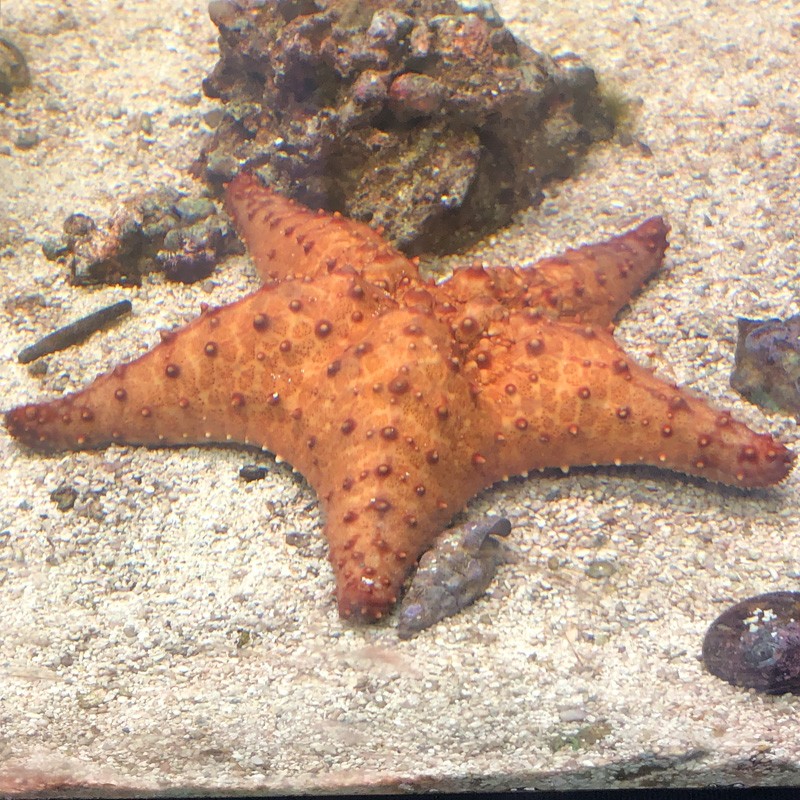 Bahama Starfish (Oreaster reticulatus) 1