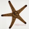 Marble Reef Starfish