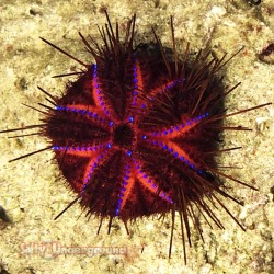 Blue Spot Fire Urchin