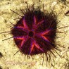 Blue Spot Fire Urchin