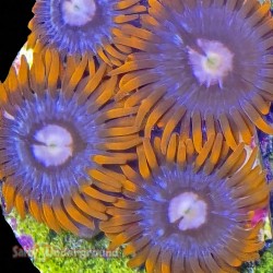 Bam Bam Zoanthid