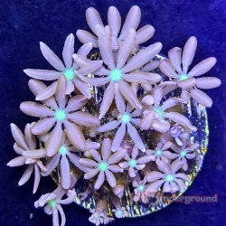 Daisy Polyps