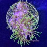 Branching Green Star Polyps