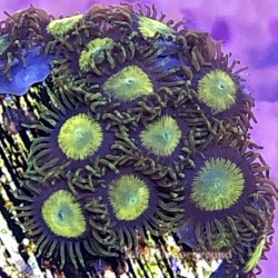 King Midas Zoanthid