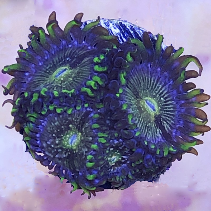 Nirvana Zoanthid