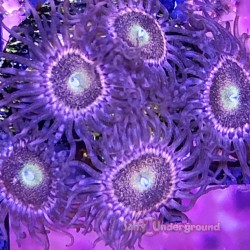 Mohawk Zoanthids