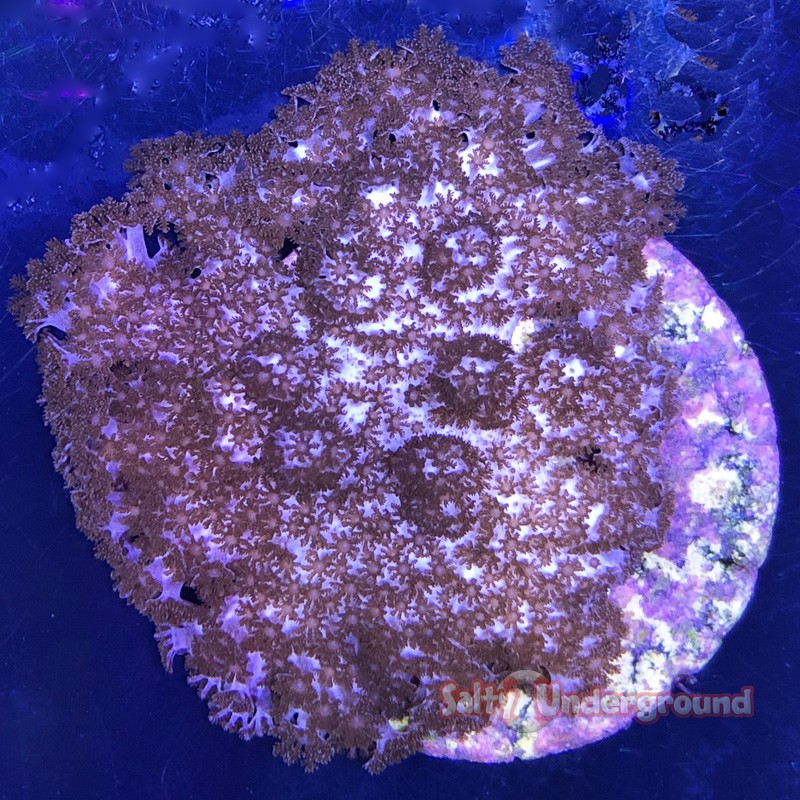 Cookies and Cream Cauliflower Coral (Neptheidea sp)