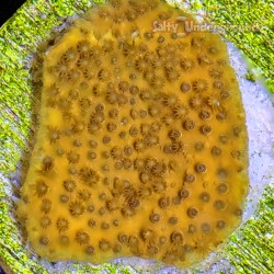 Orange Cyphastrea