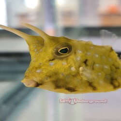 Blue Spotted Cowfish