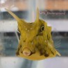 Longhorn Blue Spot Boxfish