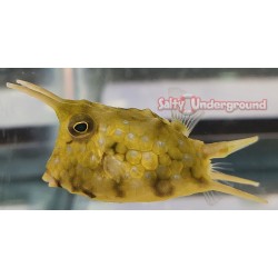 Longhorn Blue Spot Boxfish