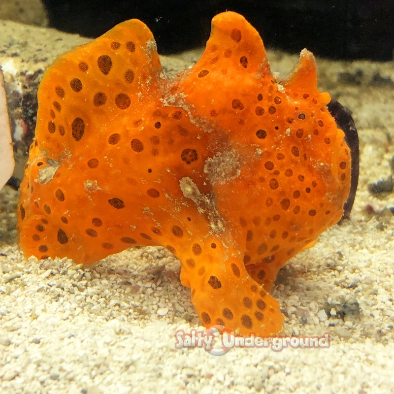 Fishing Frogfish Angler-Juvenile (Orange)