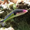 Royal Pencil Wrasse Male (Pseudojuloides sp.)