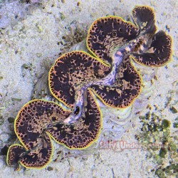 Lime Rim Pop Maxima Clam 5.5 inches