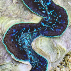 Blue River Ultra-Grade Maxima Clam 5.5 inches