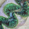 Ultra-Grade Shades of Emerald Maxima Clam 5.5 Inches