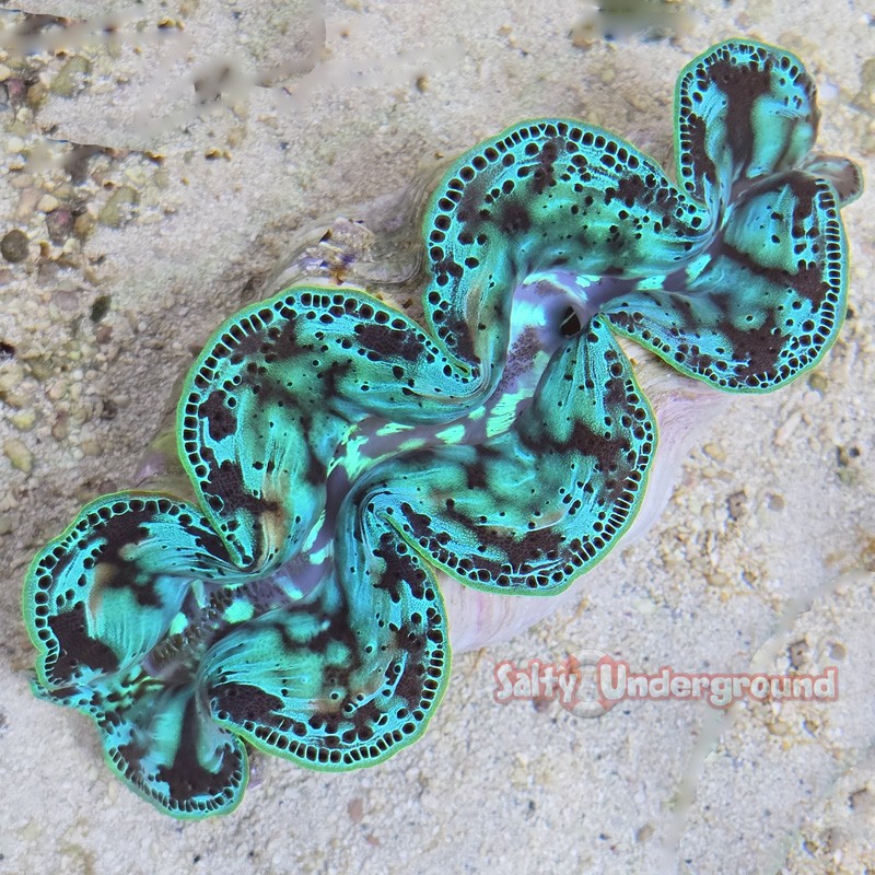 Ultra-Grade Teal Pop Maxima Clam 5.5 Inches