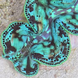 Ultra-Grade Teal Pop Maxima Clam 5.5 Inches