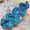 Ultra-Grade Turquoise Waves Maxima Clam 5.5 Inches