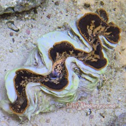 Gold Dust Ultra-Grade Maxima Clam  5.5 inches