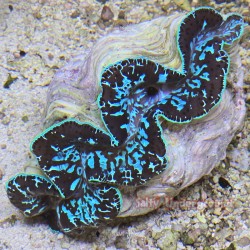 Ultra-Grade Zebra Teal Maxima Clam 5.5 Inches