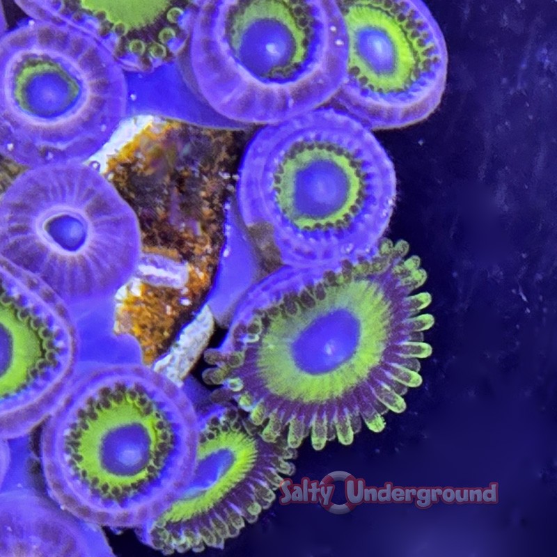 Mean Green Zoanthid