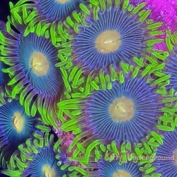 Blue Steel Zoa Close