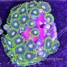 Blue Steel Zoa Far