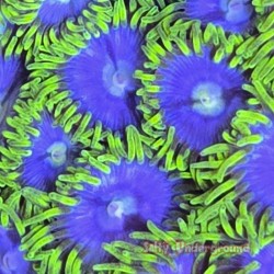 Corona Zoa Close