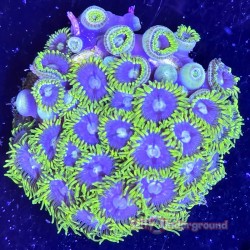 Corona Zoa far