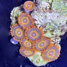 Blue Eyed Blond Zoanthid