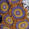 Blue Eyed Blond Zoanthid