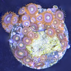 Mixed Zoa 1 Far