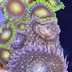 Mixed Zoas 2 Close