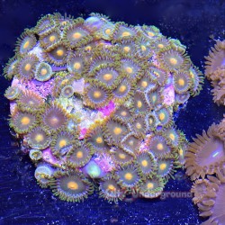 Blowpop Zoa Far