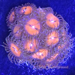 Bloodsucker Zoa Far