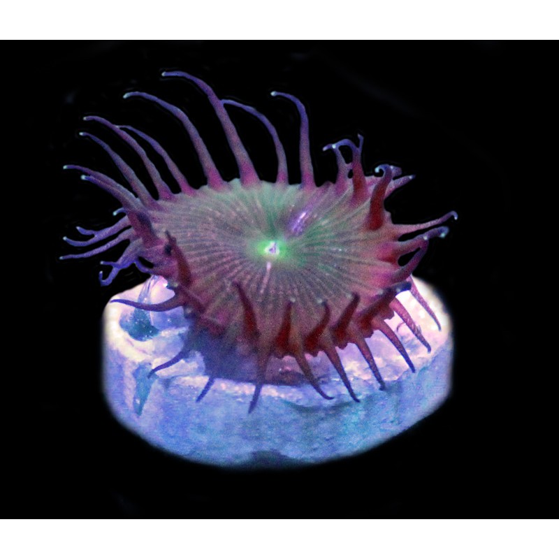 Nuclear Green Palythoa 1-2 Polyps