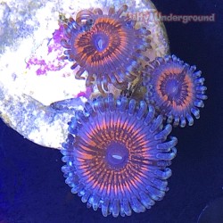 Devil's Armor Zoanthid