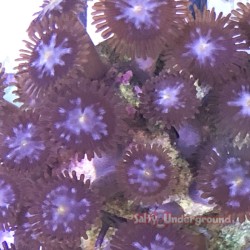 Dark Interstellar Zoanthids 20+ Polyps group