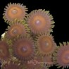 Eagle Eye Zoanthid 10-12 Polyps