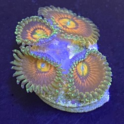 Rainbow Incinerator Zoanthid